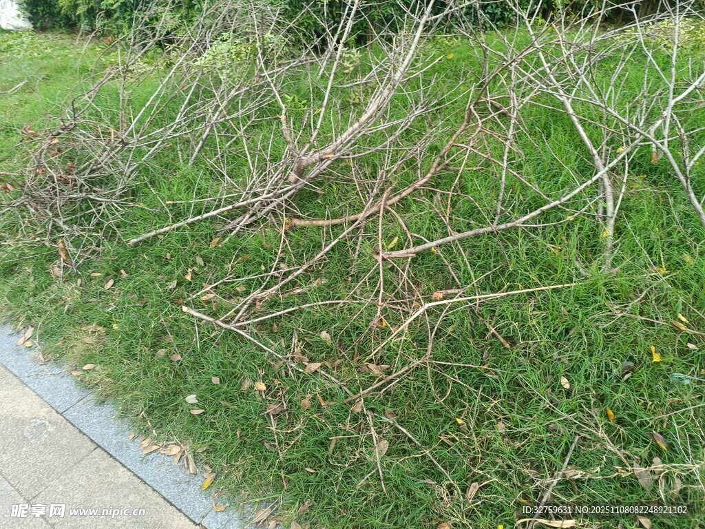 路边繁茂绿植景观