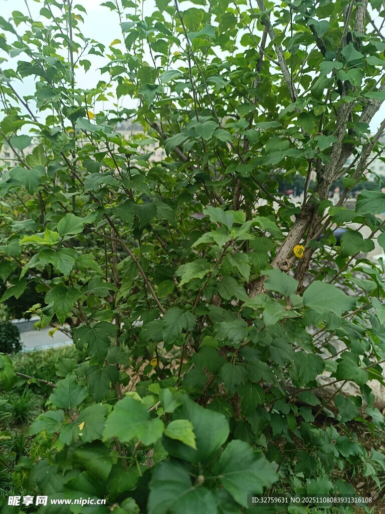 繁茂绿植展现自然生机