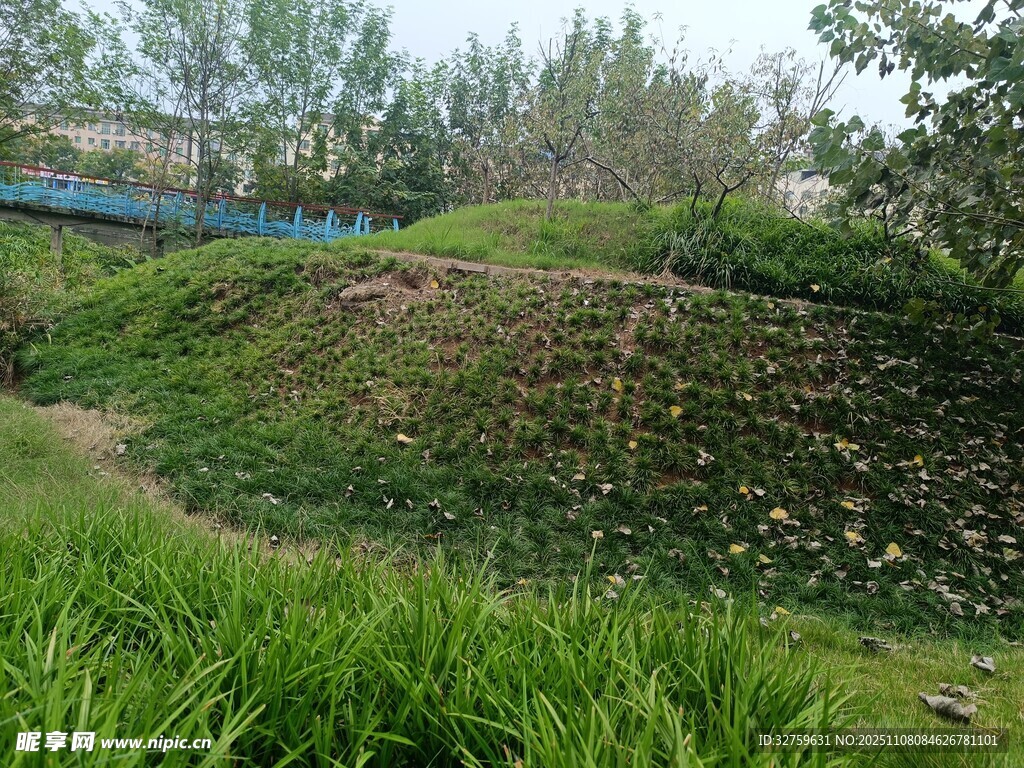 绿意盎然的户外山坡景观