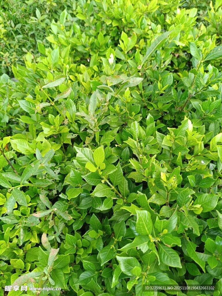 翠绿繁茂的灌木丛