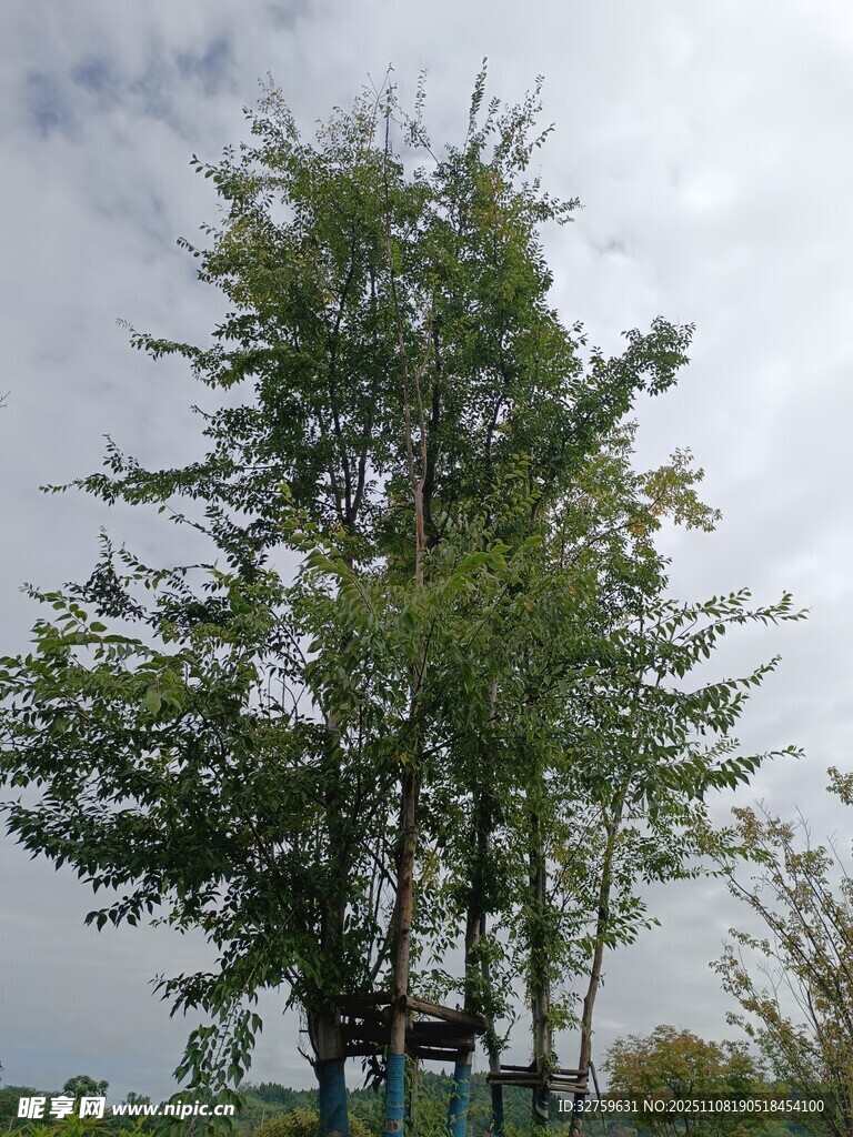 高大挺拔的绿树景观