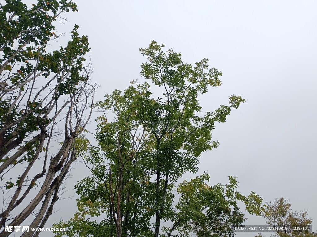 天空下的葱郁树木