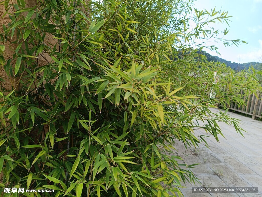 路边翠绿竹林风景