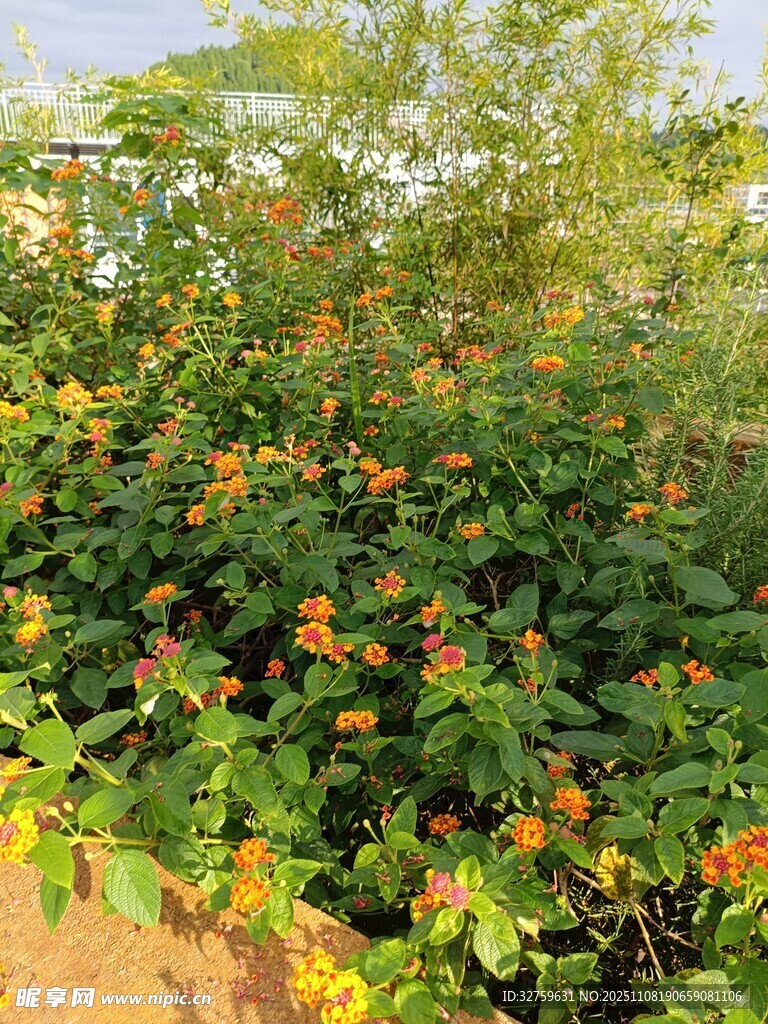 繁茂花丛中的鲜艳小黄花