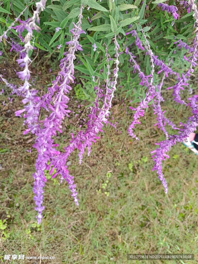 垂挂的紫色穗状花卉