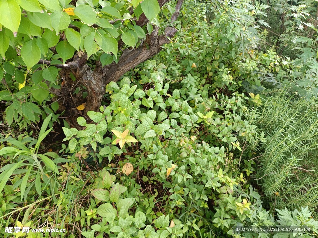 繁茂绿植 