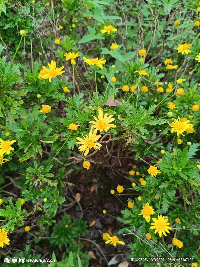 草丛中的黄色小花绽放