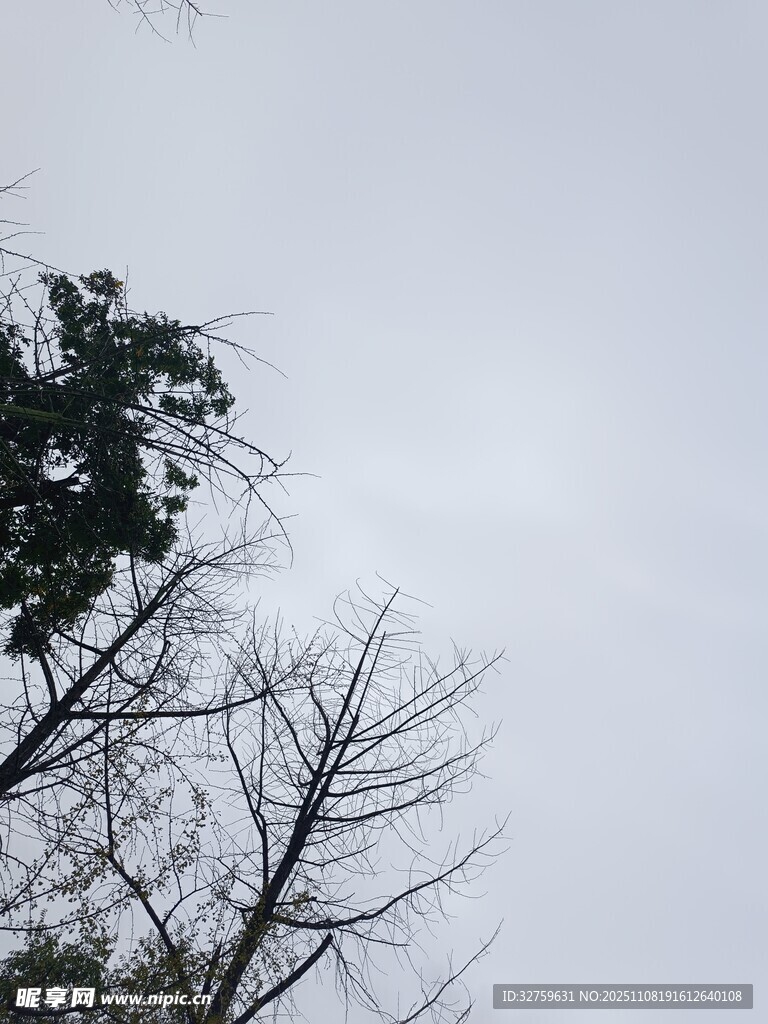 枯树与绿叶的天空景象