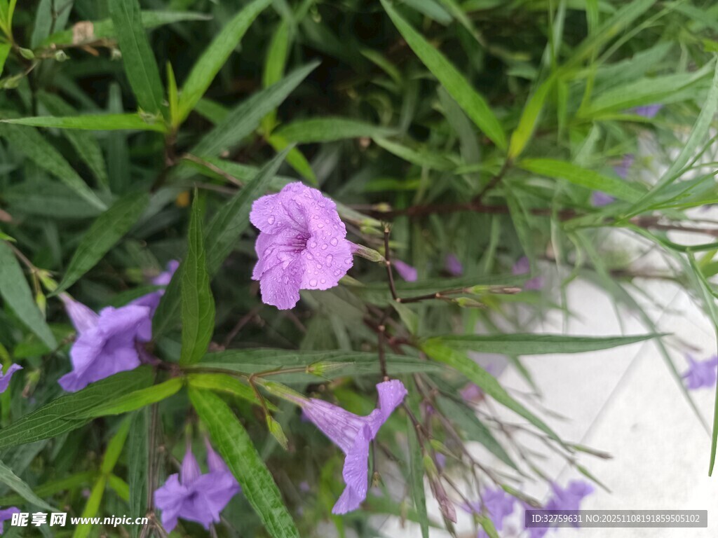 紫色小花绽放于绿叶间