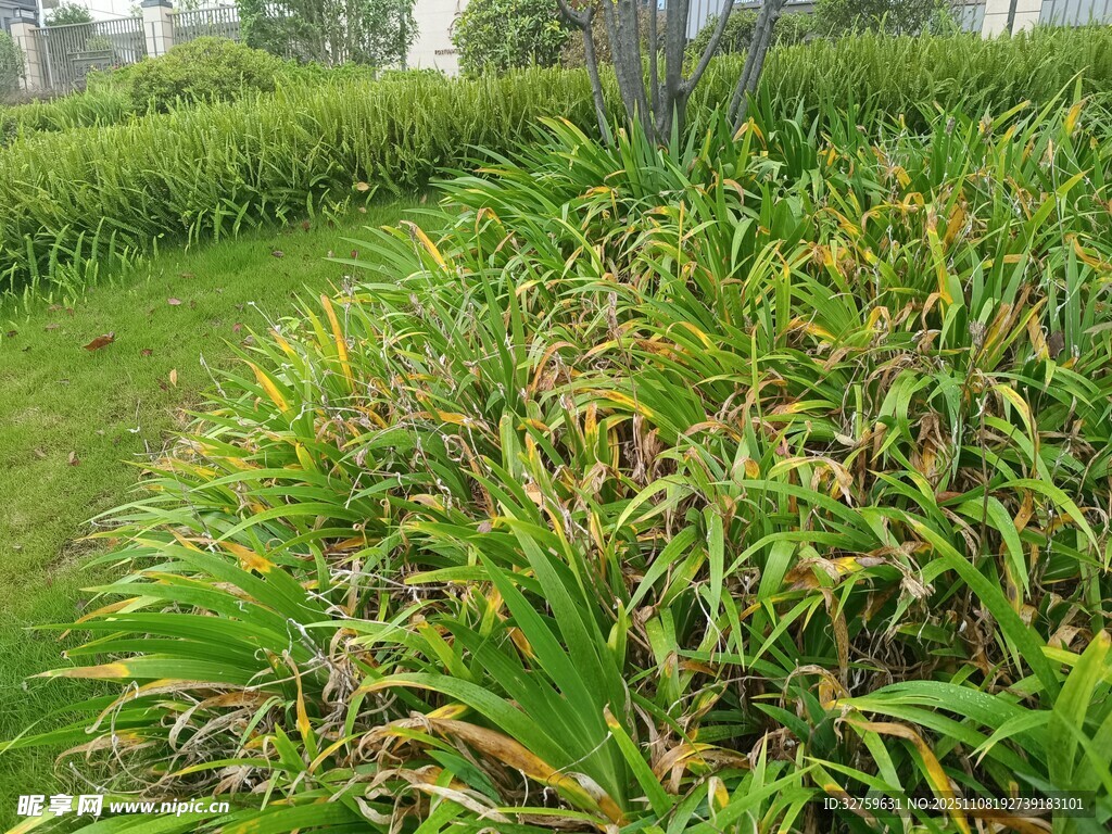 翠绿草地中的多彩植物