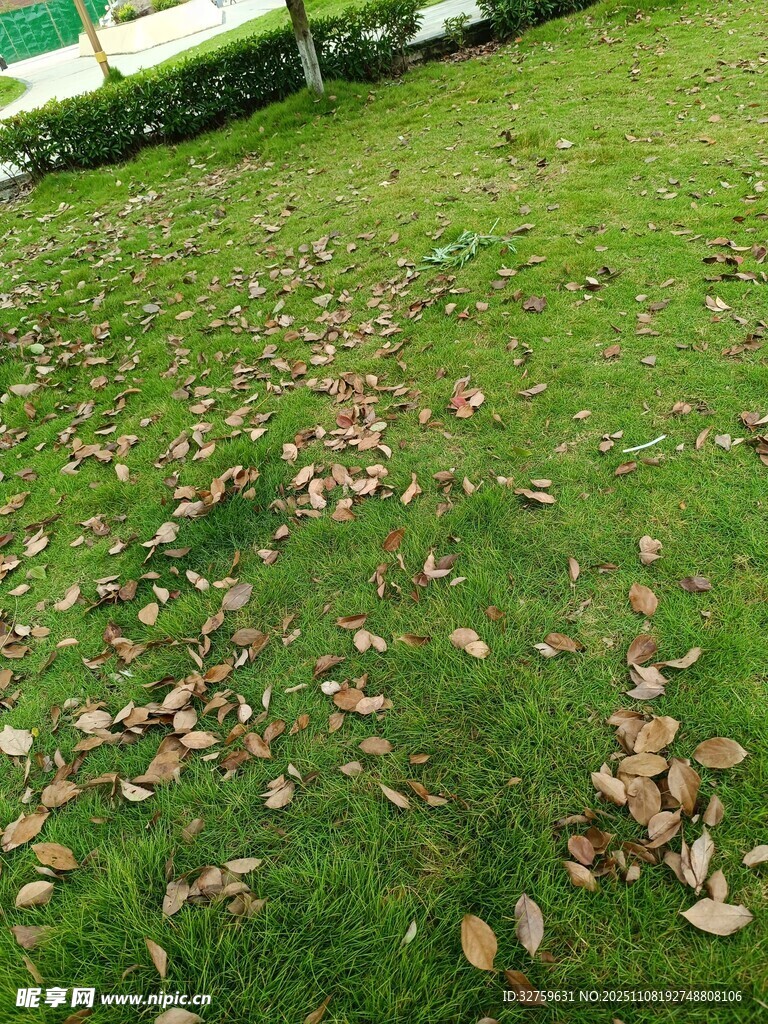 草地散落枯黄落叶景象