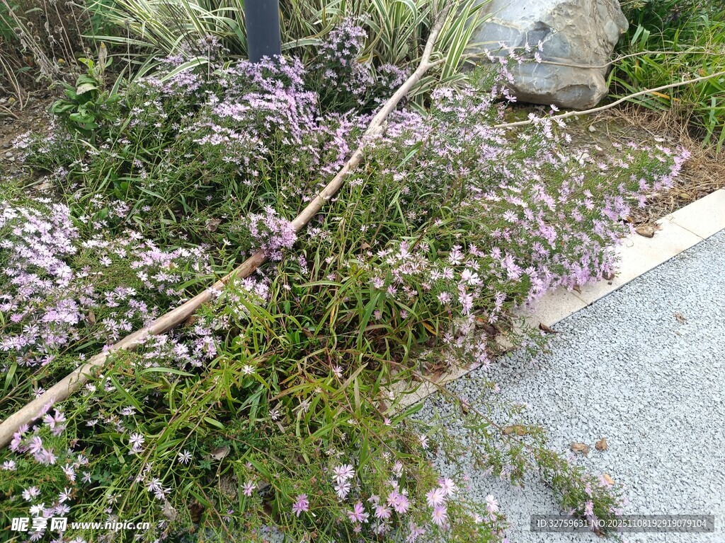 路边繁茂的紫色小花丛