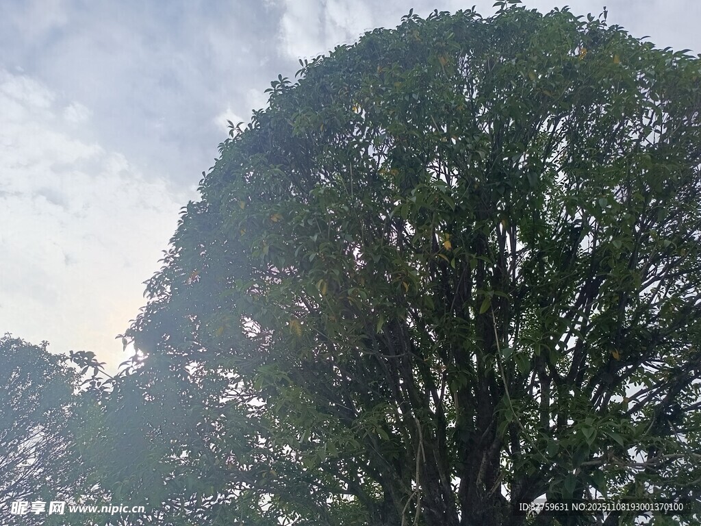 高大繁茂的树冠