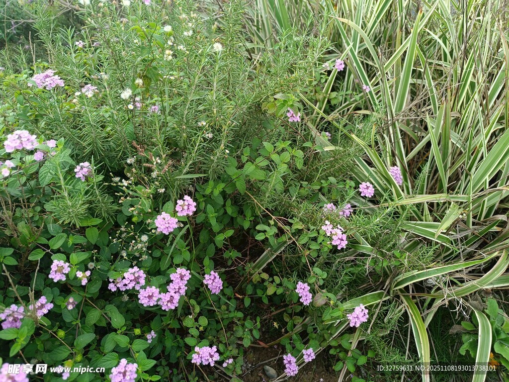 草丛中的粉色小花