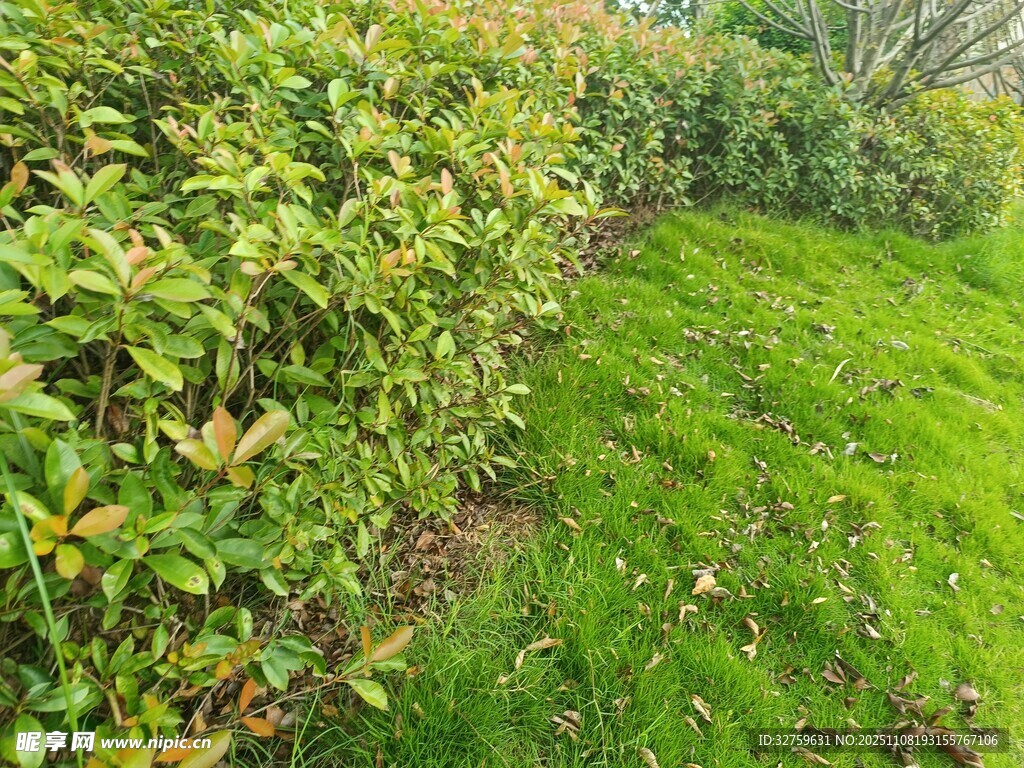 绿意盎然的灌木与草地