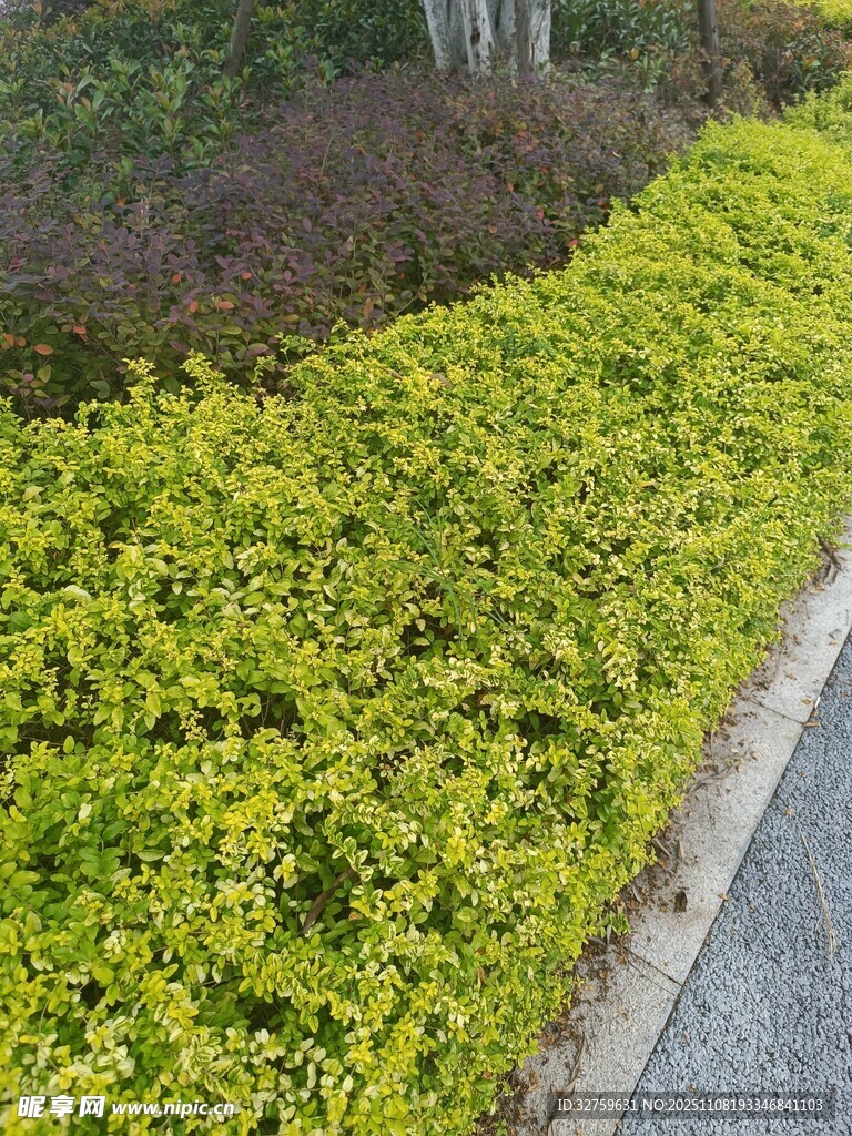 路边翠绿灌木丛
