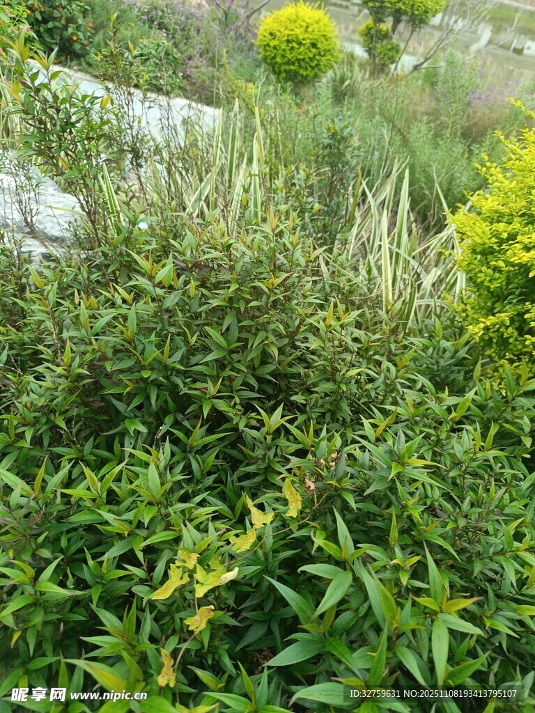 绿意盎然的植物景观