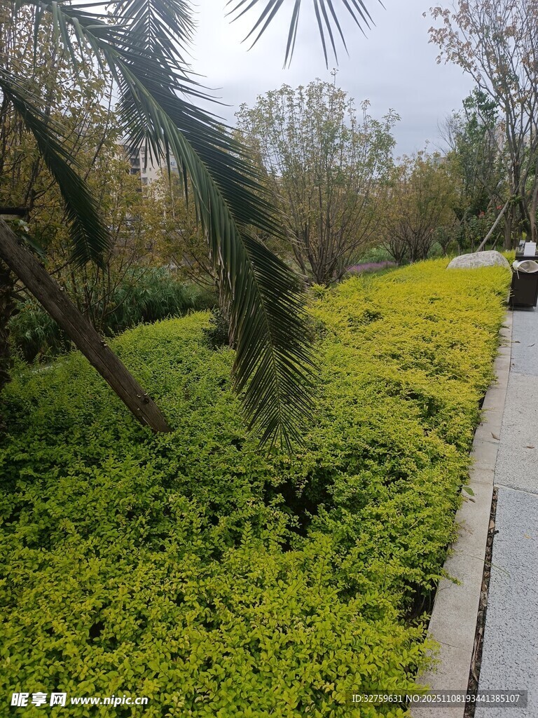 路边繁茂绿植景观