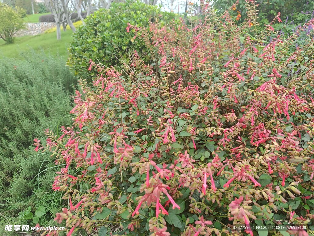 鲜艳红穗植物景观