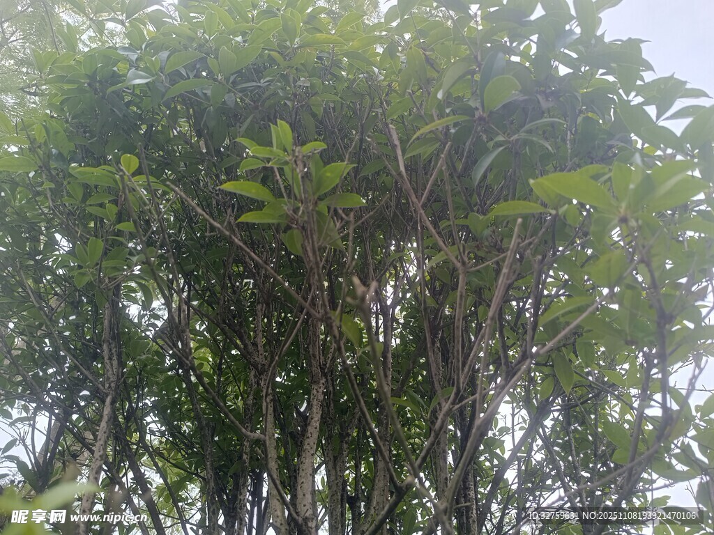 茂密绿植景观