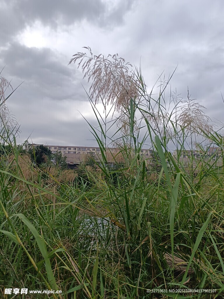 田野中的芦苇与阴沉天空