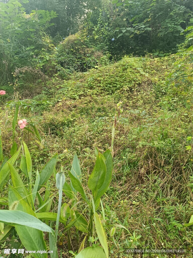 野外繁茂草地植被景象