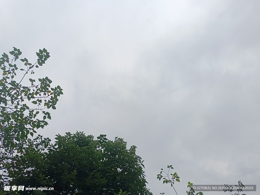 阴天中的绿树与天空