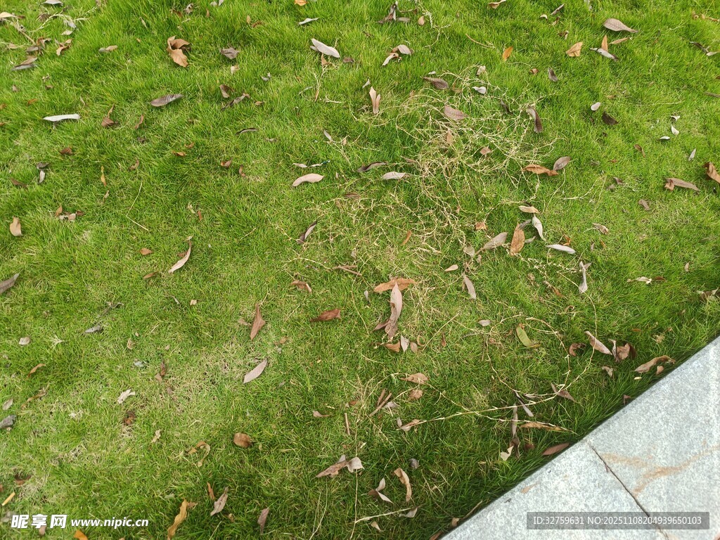 草地落叶景象