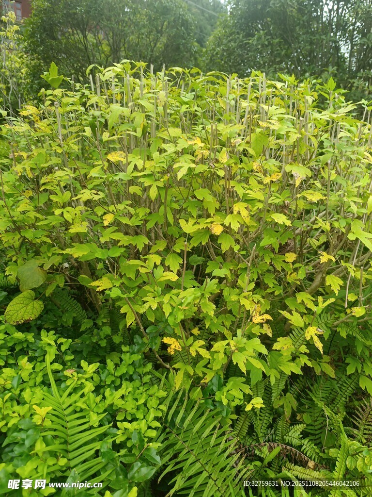 翠绿繁茂的植物景观