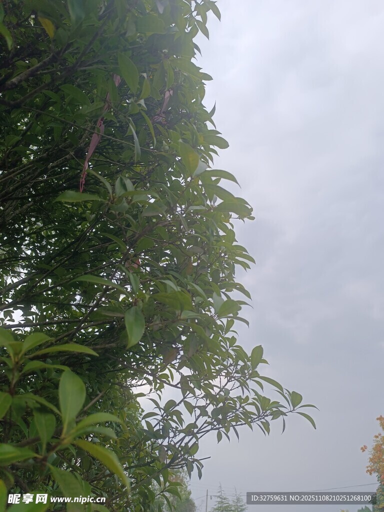 绿树映灰天的自然景致