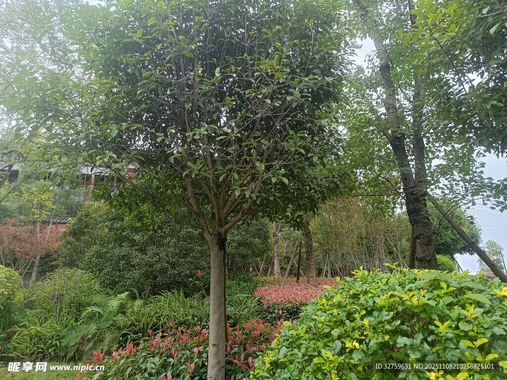 绿意盎然的园林景观