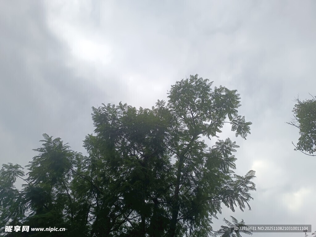 天空下的葱郁树木