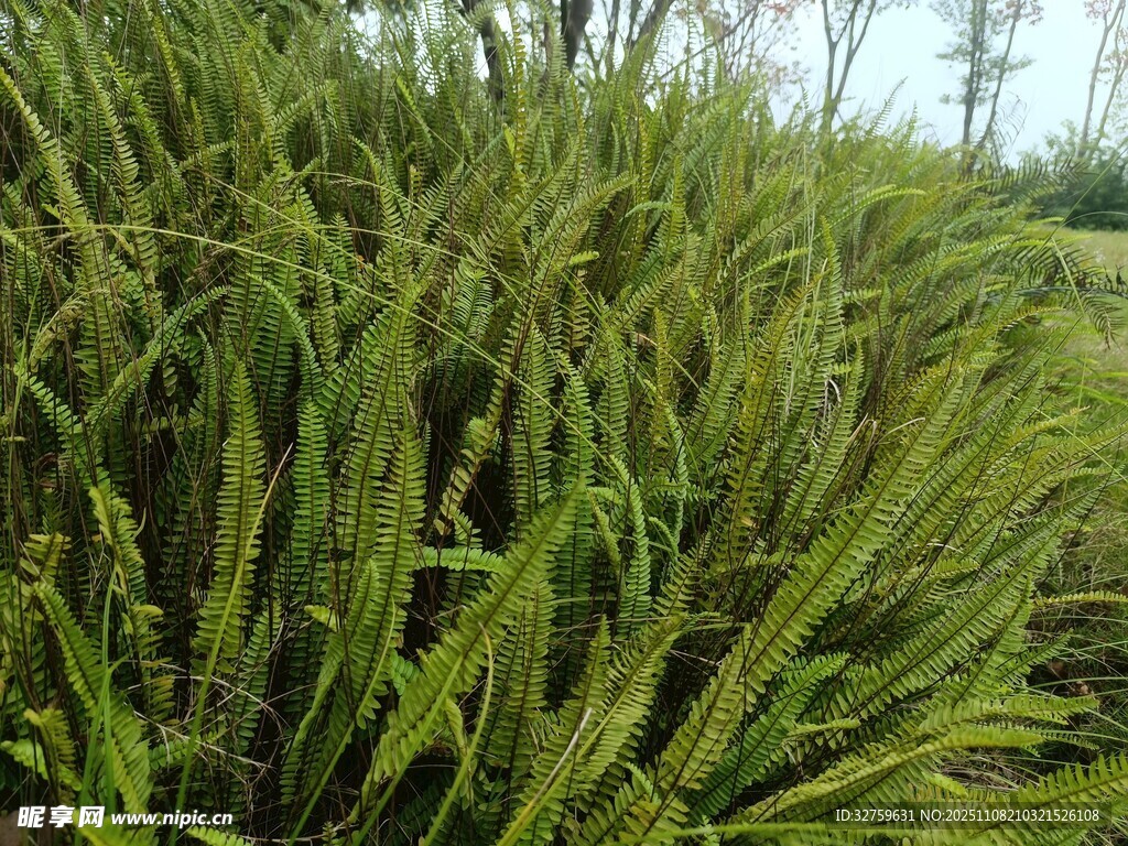 茂盛的绿色草丛