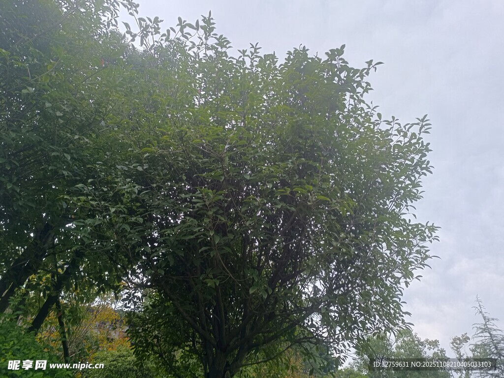 茂密树林绿意盎然