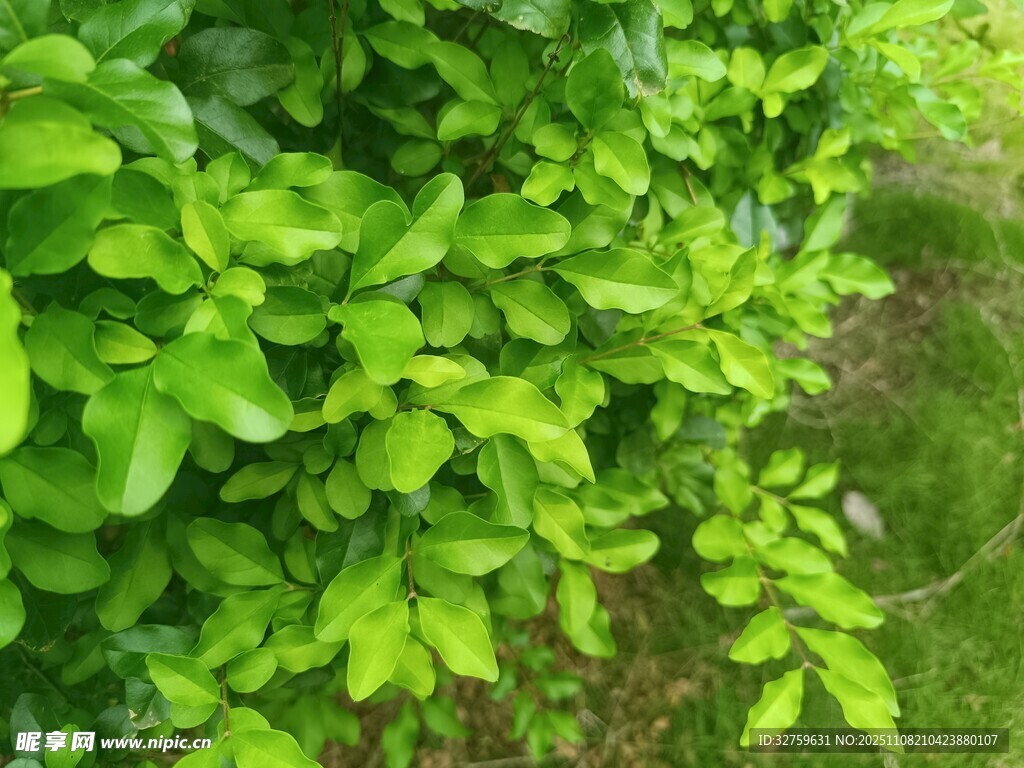 翠绿繁茂的植物景观