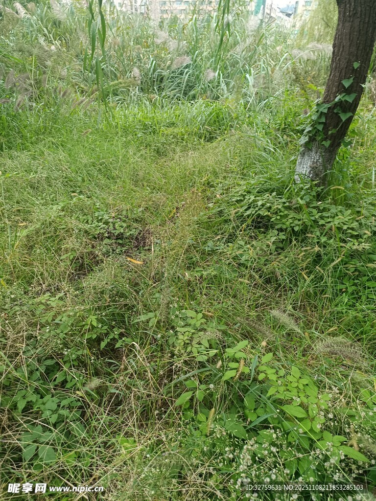 绿意盎然的林间草地