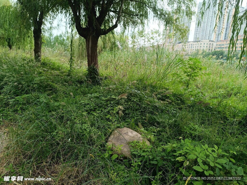 绿意盎然的林间草地