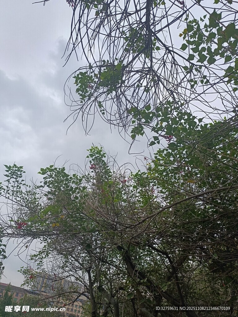 树林中的枝叶与朦胧天空