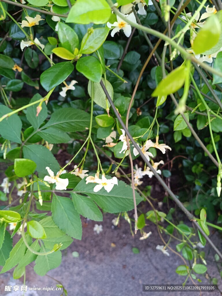 绿叶间的白色小花