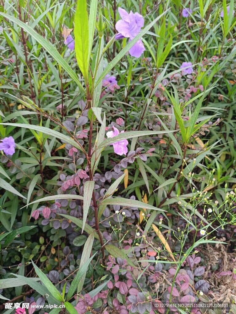 草丛中的紫色小花