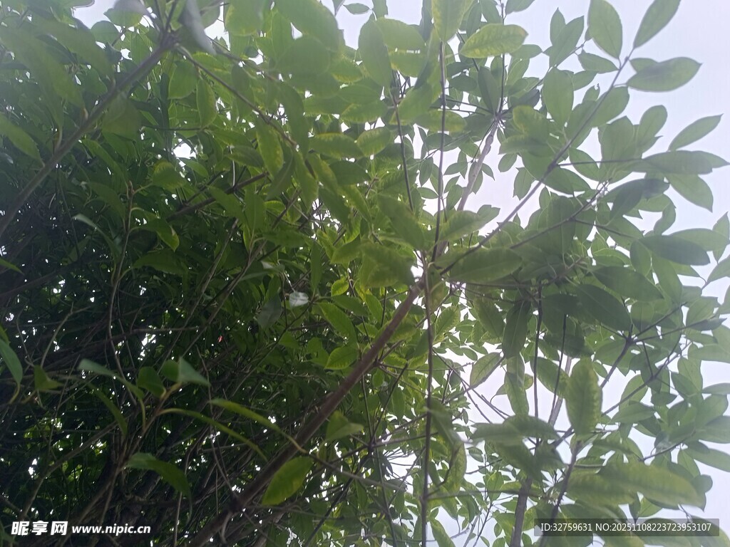 阳光下的繁茂绿树