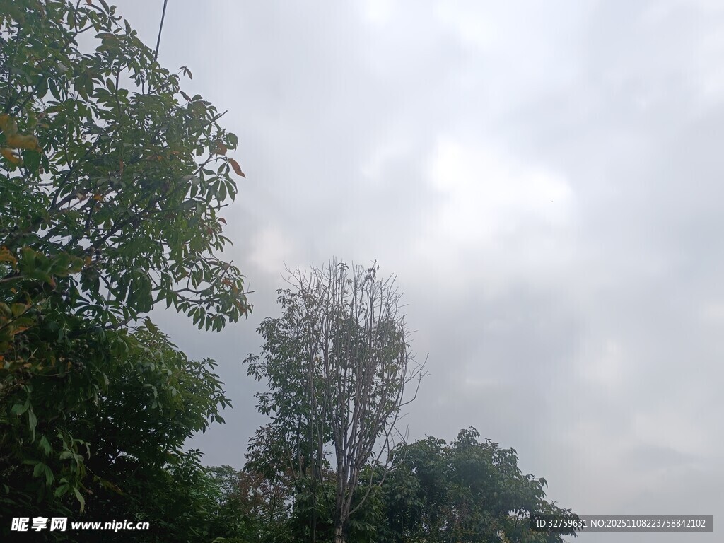 阴天中的树木景观