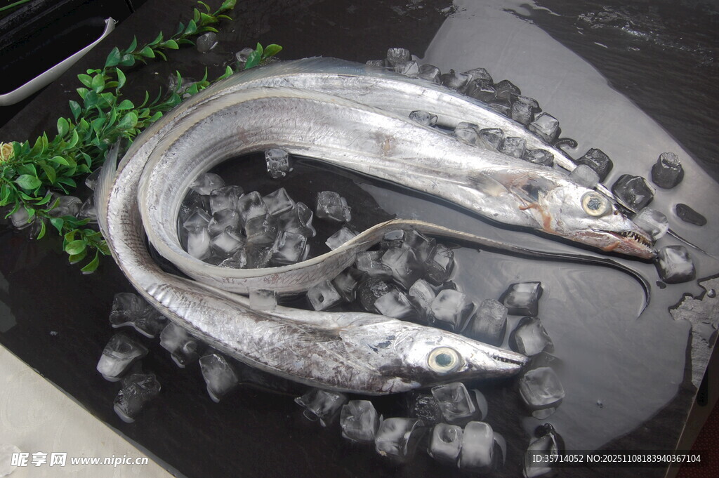 新鲜银带鱼置于碎石之上