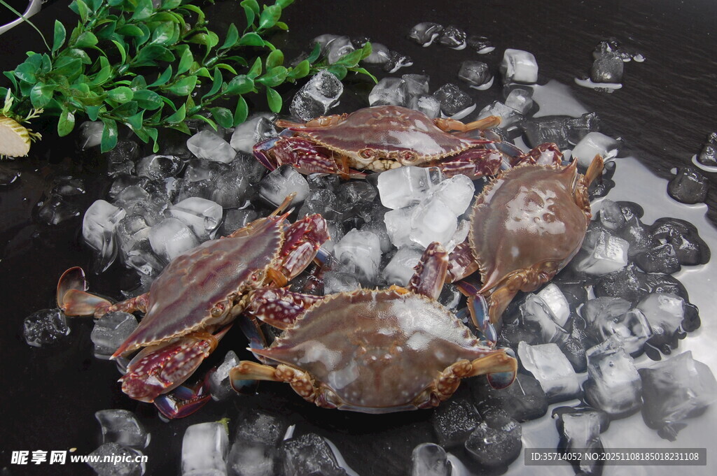 冰块上的新鲜螃蟹