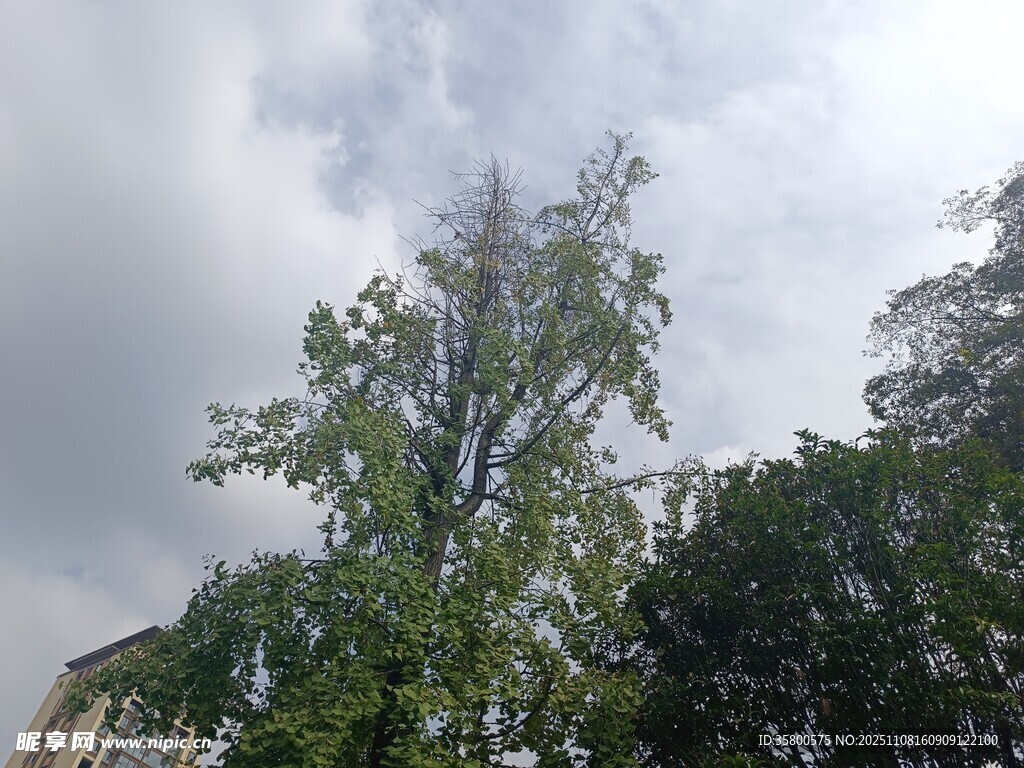 天空下的葱郁树木