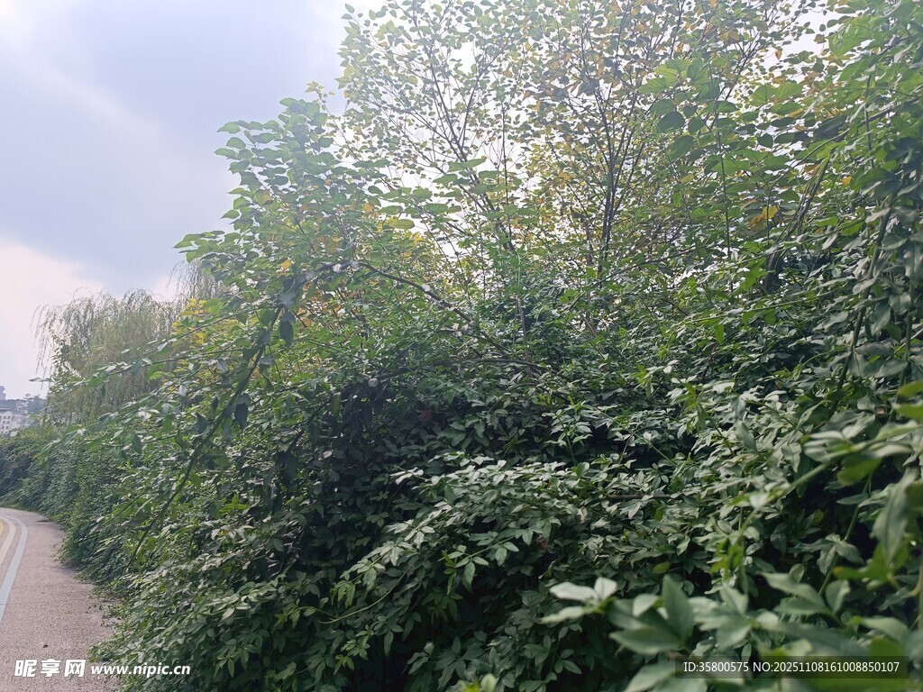 林间小道旁的繁茂绿植