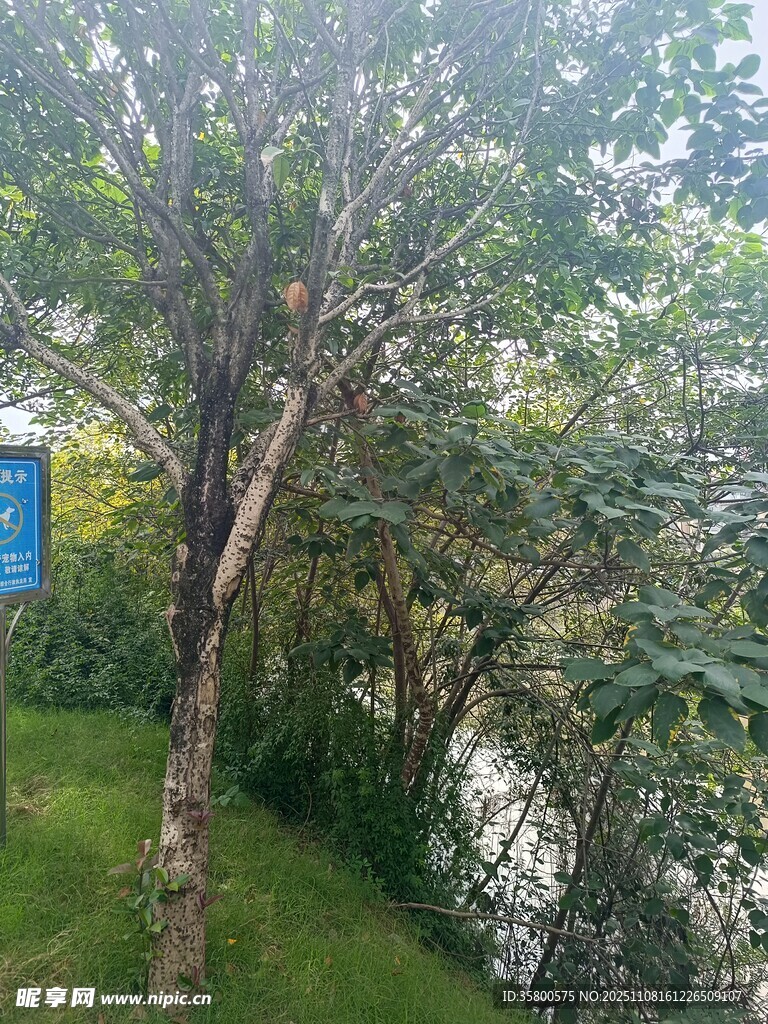 公园绿树旁的蓝色标识牌