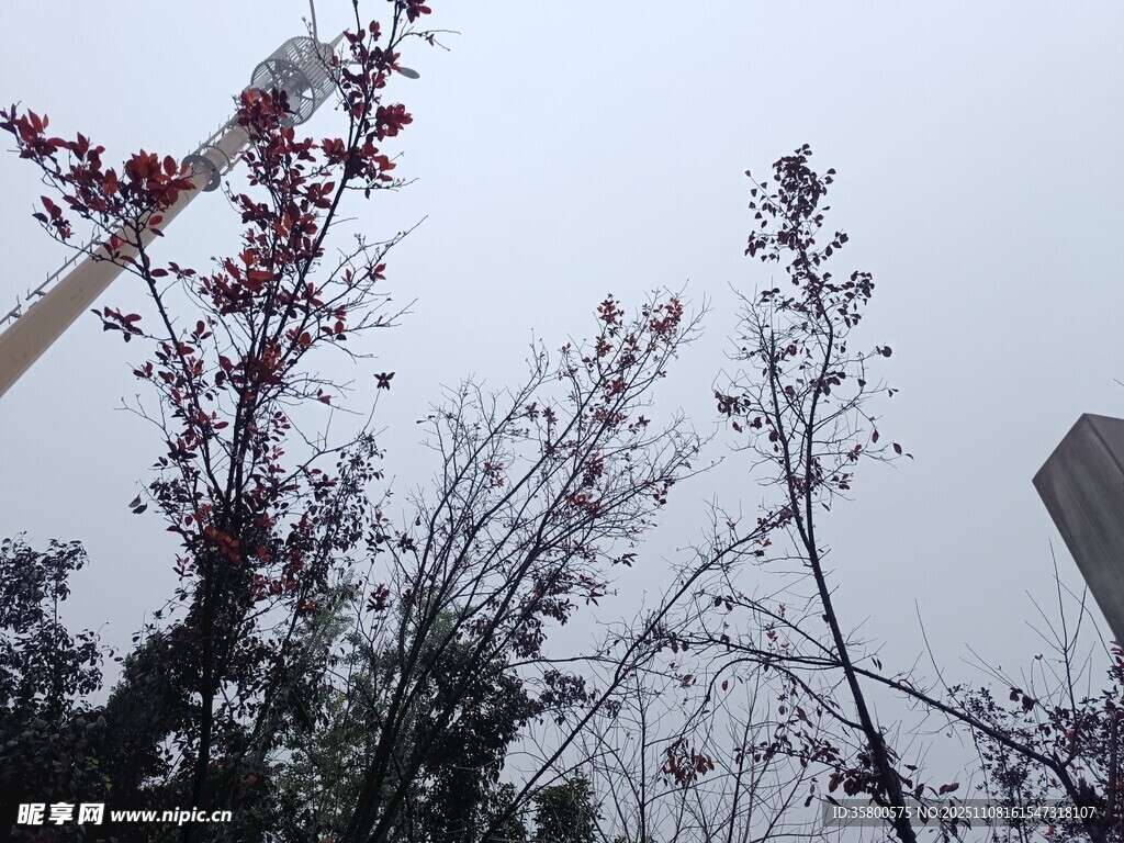 高空作业中的树木修剪场景