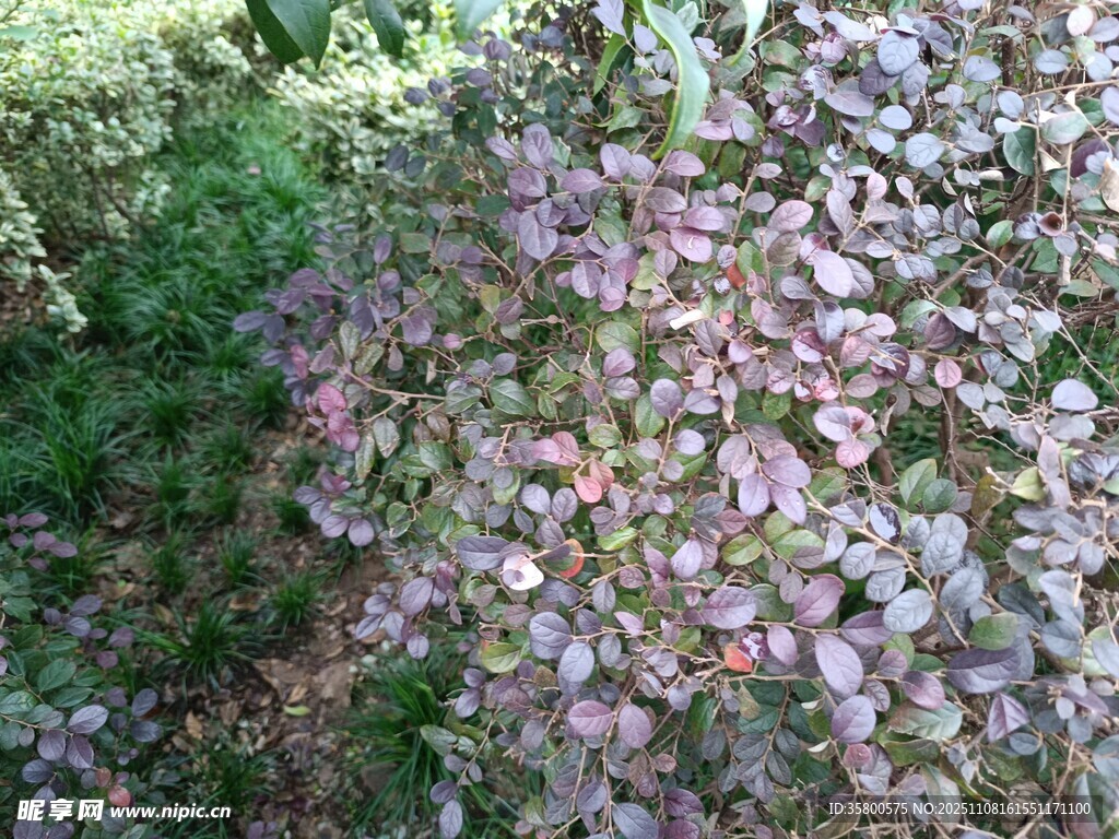 地面散落的紫色花瓣
