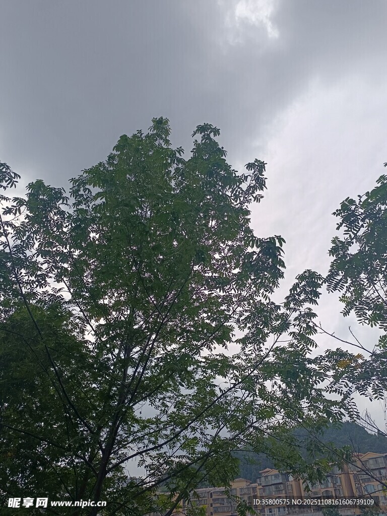 阴天中的绿树与远处建筑